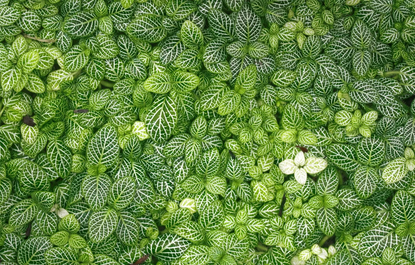 Photo wallpaper grass, leaves, green