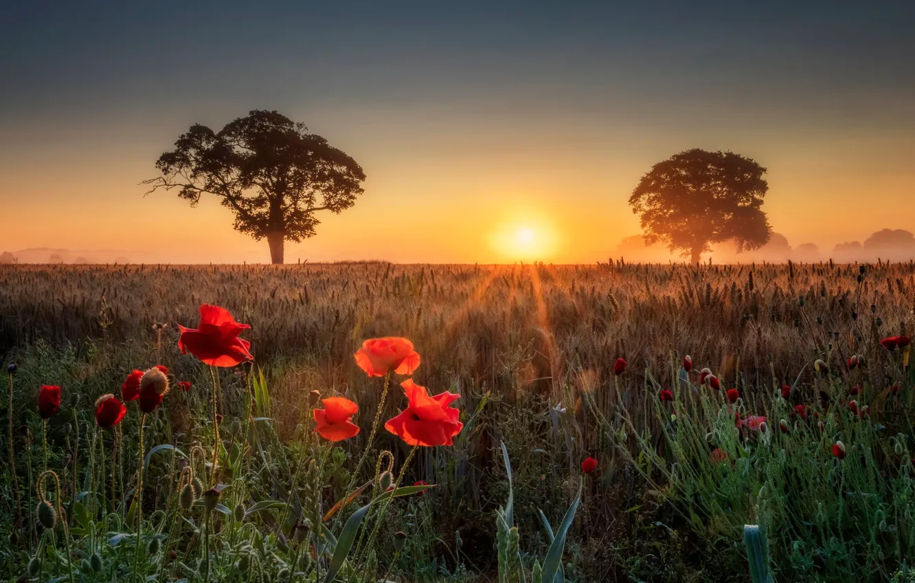Photo wallpaper field, summer, trees, sunset, flowers, Maki