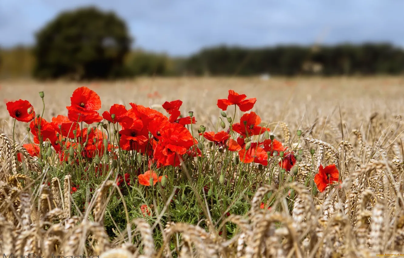 Photo wallpaper field, summer, Maki, cereals