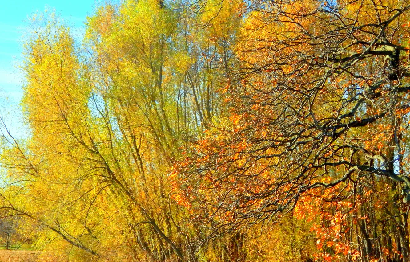 Photo wallpaper autumn, leaves, trees, branch, Nature, trees, yellow, yellow