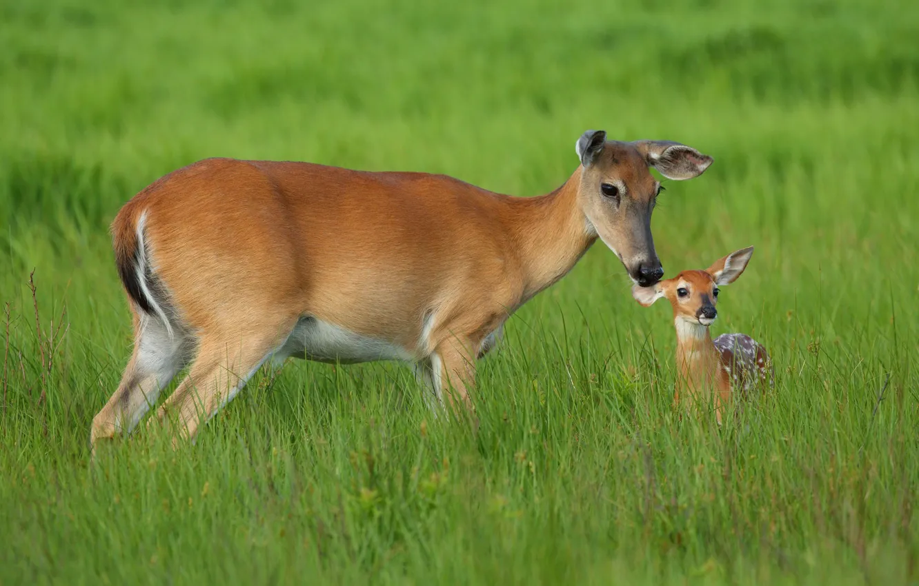Photo wallpaper grass, baby, deer, mom, deer