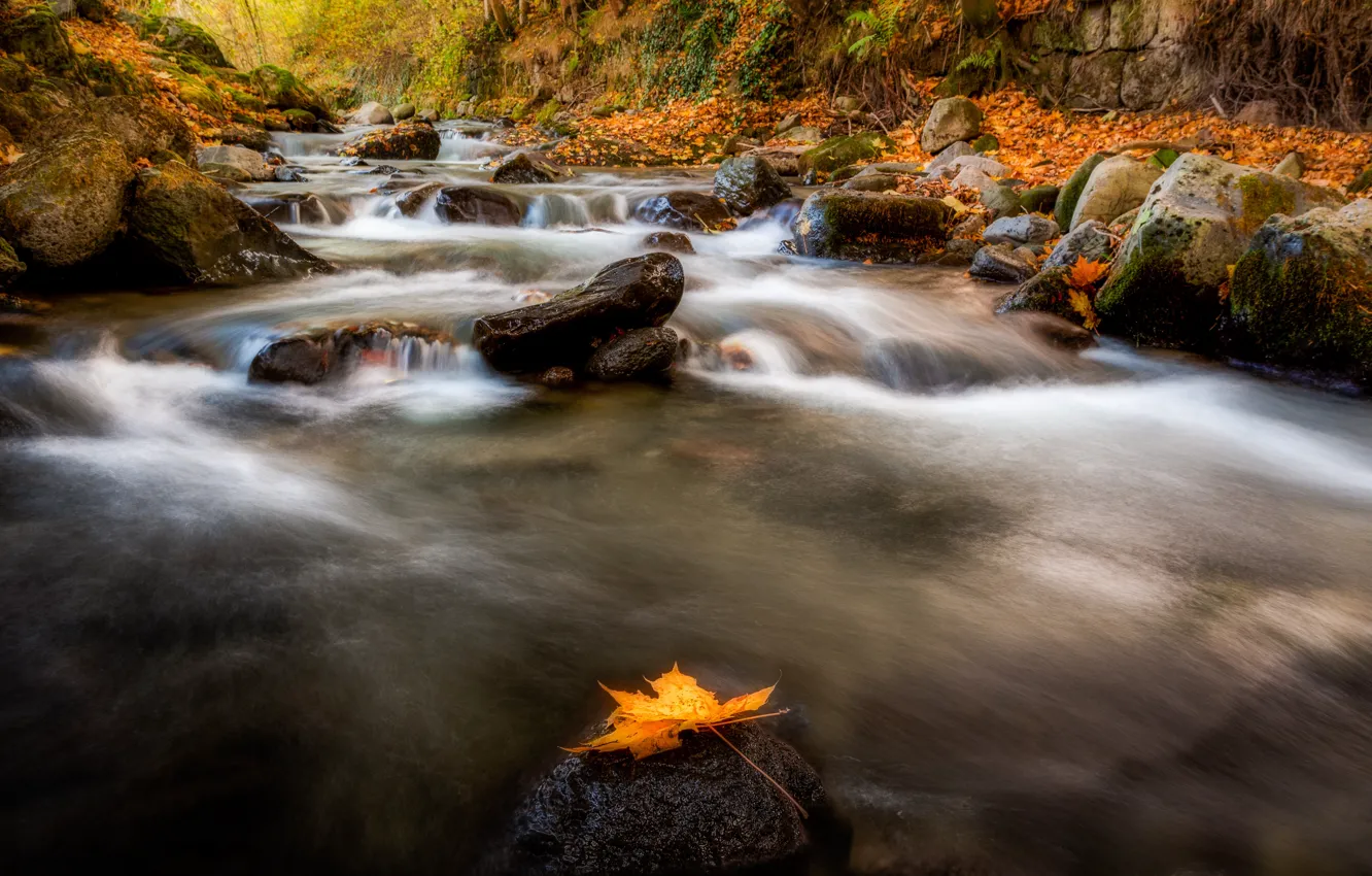 Photo wallpaper autumn, stones, pond, Autumn leaf