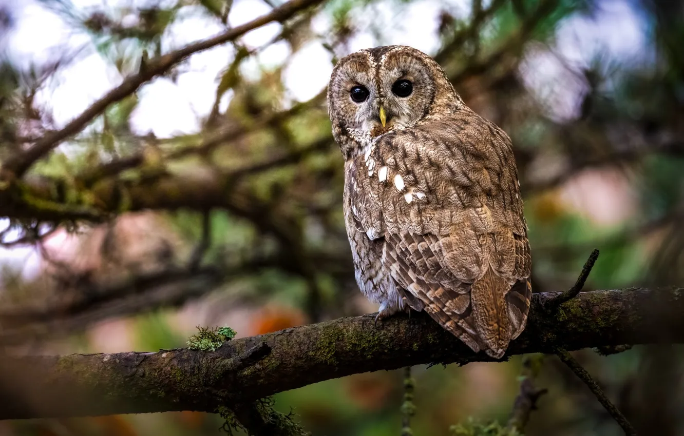 Photo wallpaper forest, tree, owl