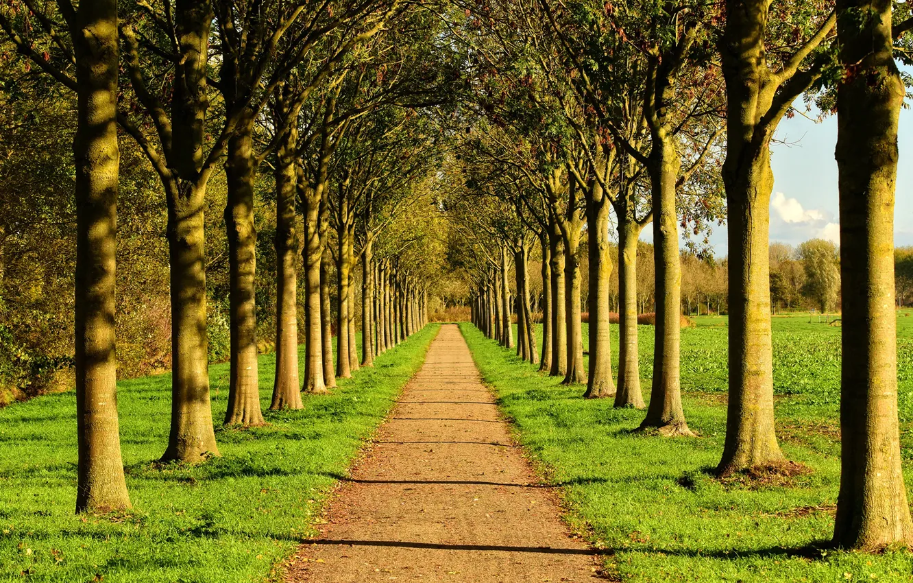 Photo wallpaper the sun, trees, Park