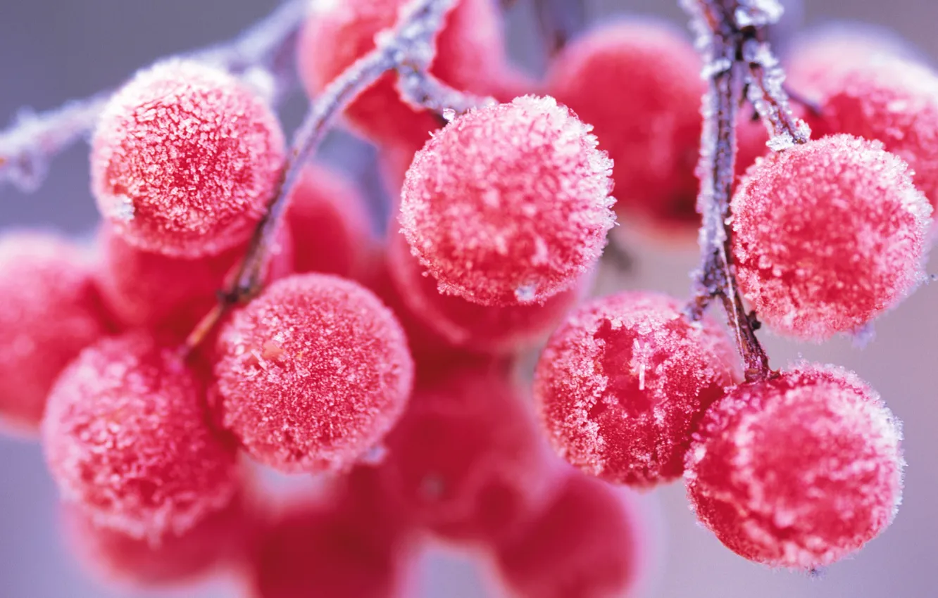 Photo wallpaper frost, berries, branch, Rowan