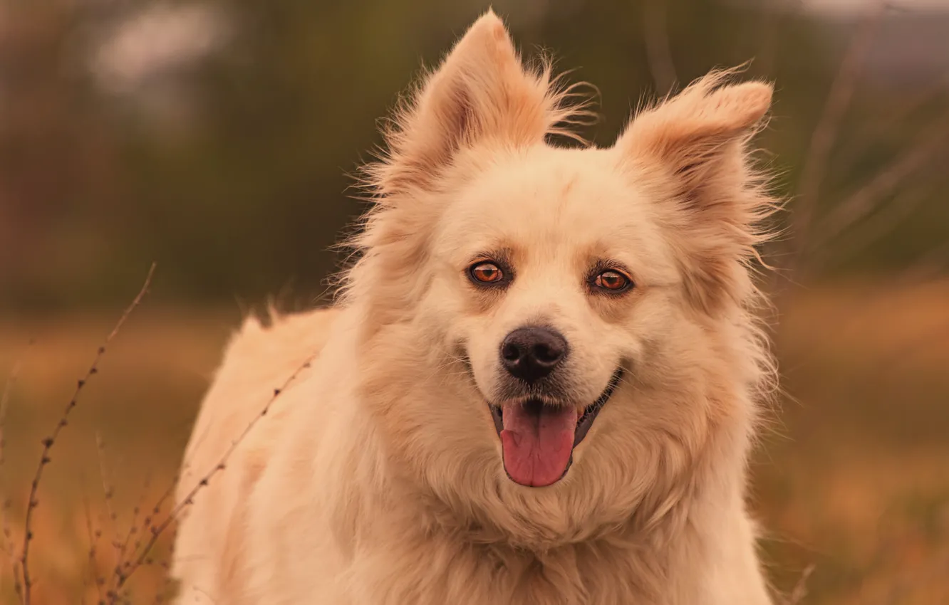 Photo wallpaper look, face, dog