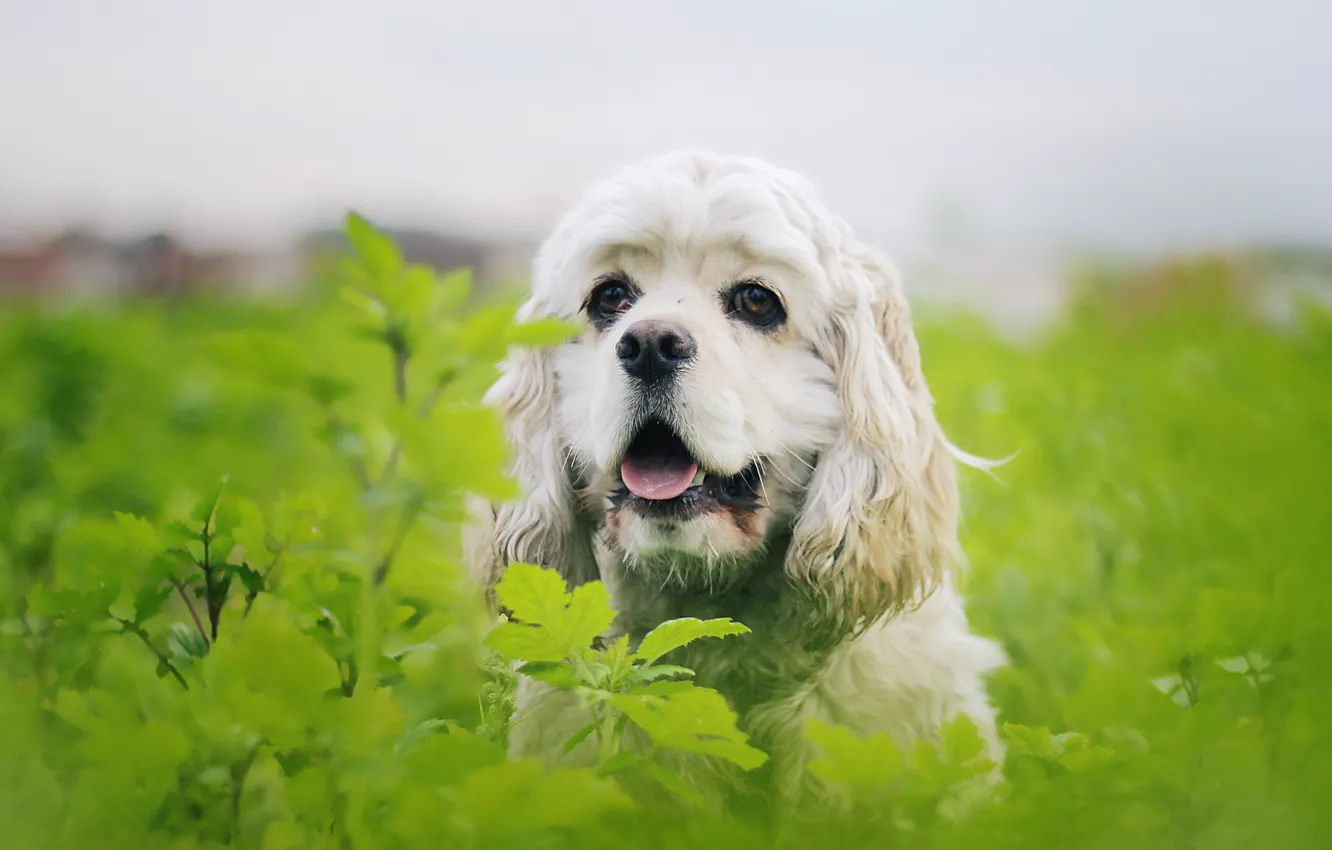 Photo wallpaper look, each, dog