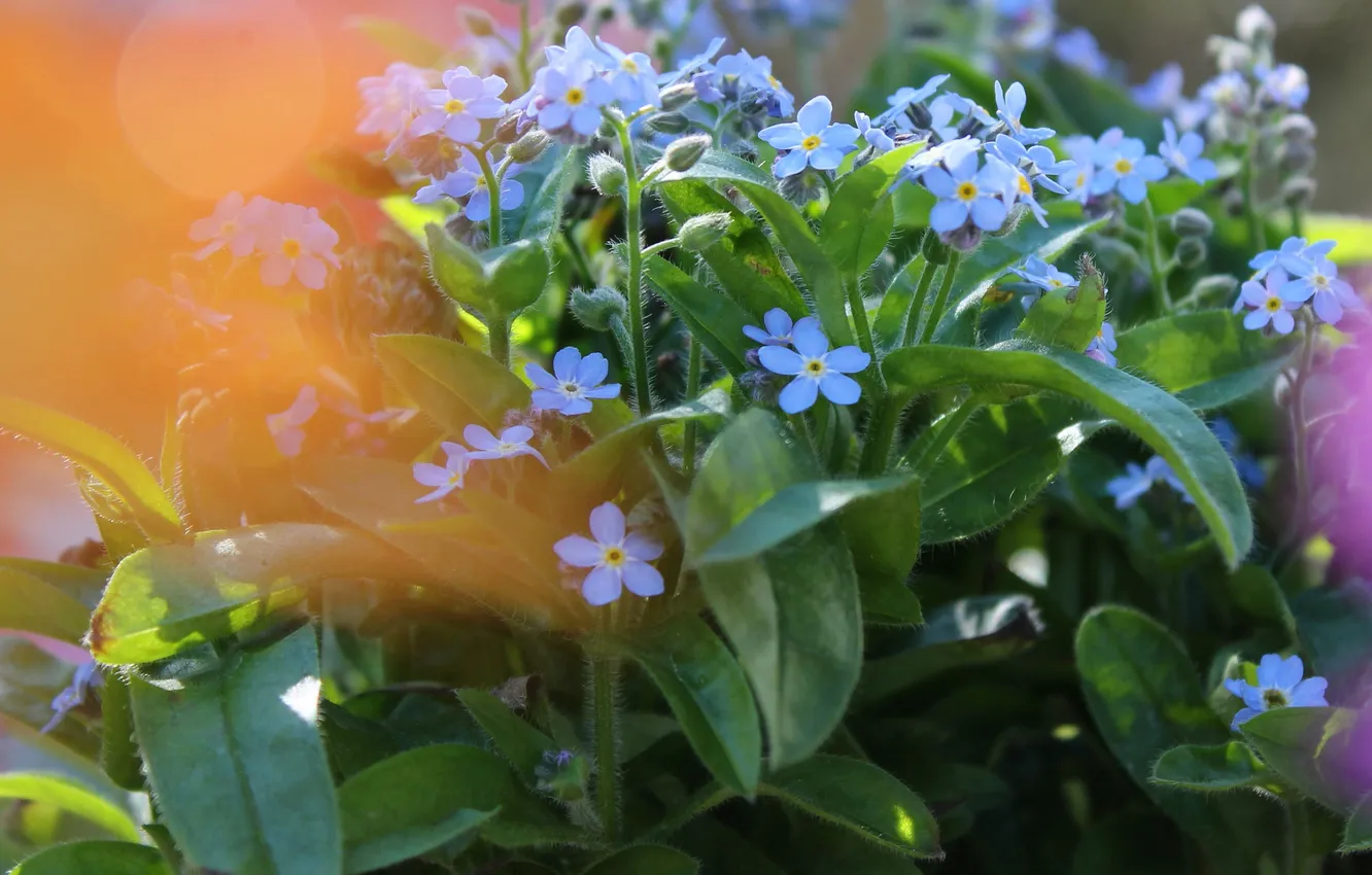 Photo wallpaper flowers, bokeh, forget-me-nots, a bunch, blue, bushes