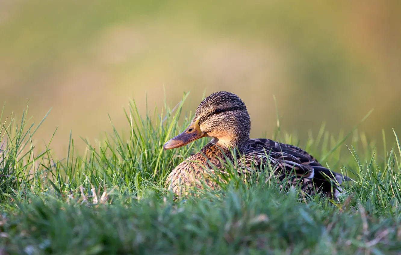 Photo wallpaper grass, nature, grey, background, bird, duck, sitting