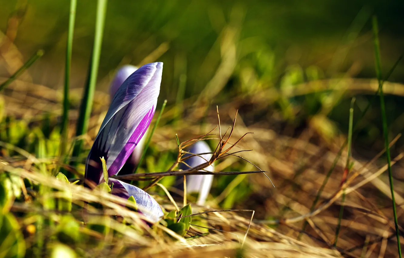 Photo wallpaper macro, spring, crocuses