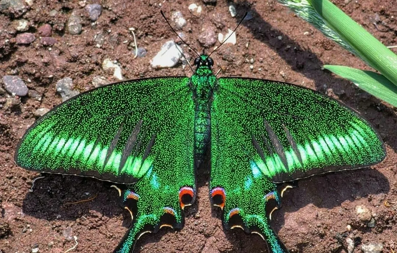 Photo wallpaper microsemi, earth, butterfly, wings, insect, beautiful, stones, closeup