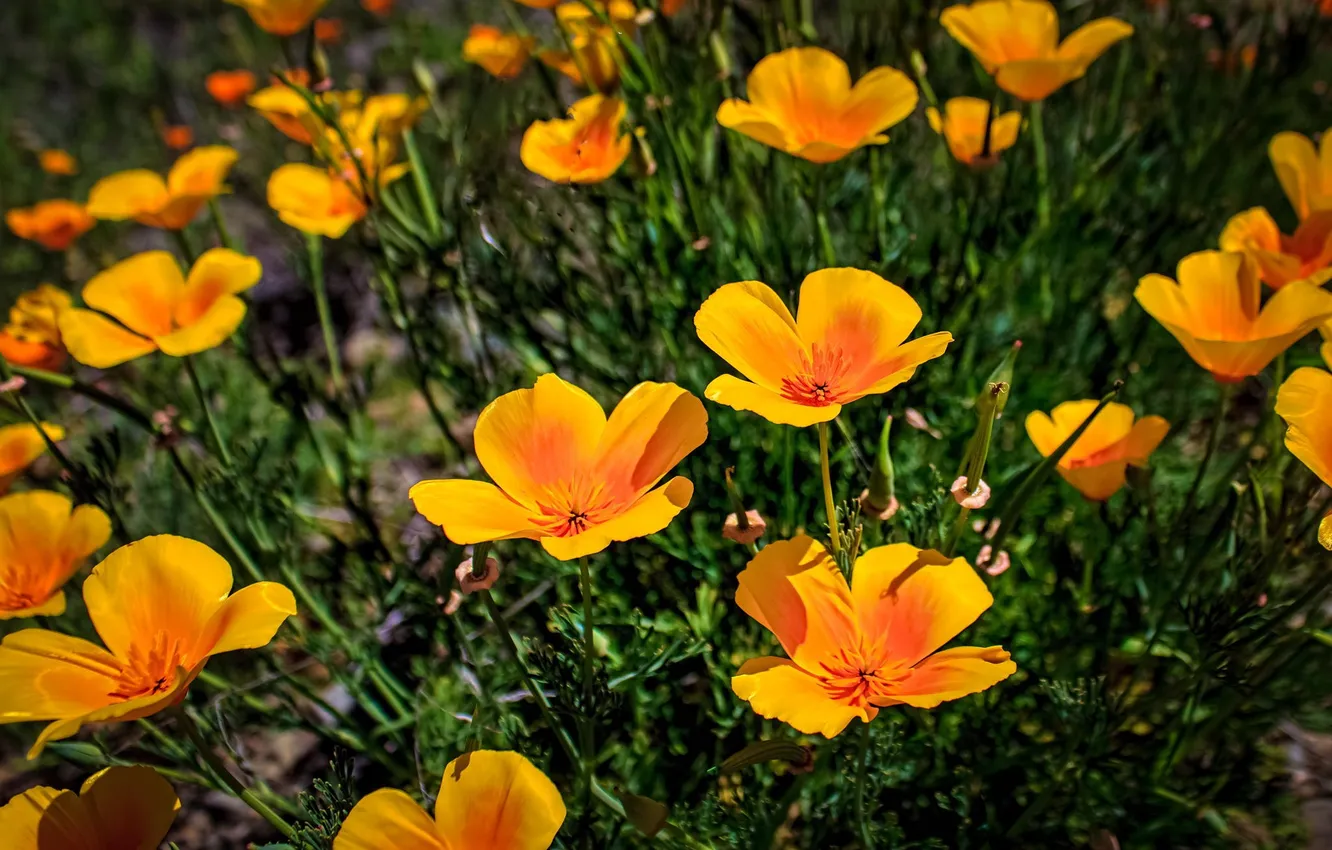 Photo wallpaper flowers, yellow, escholzia California