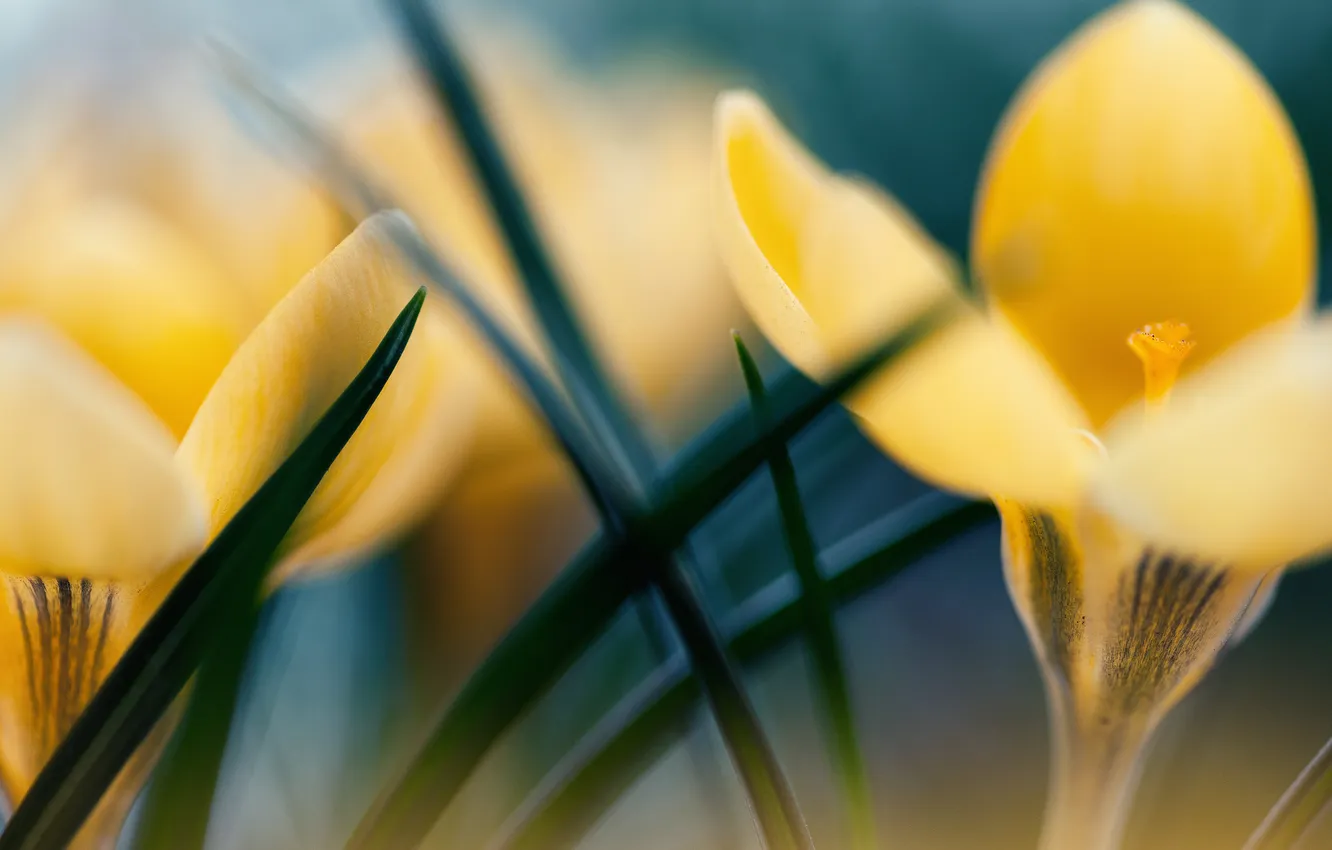 Photo wallpaper macro, flowers, yellow, crocuses, primrose
