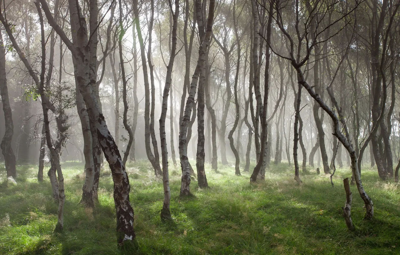 Photo wallpaper light, trees, nature