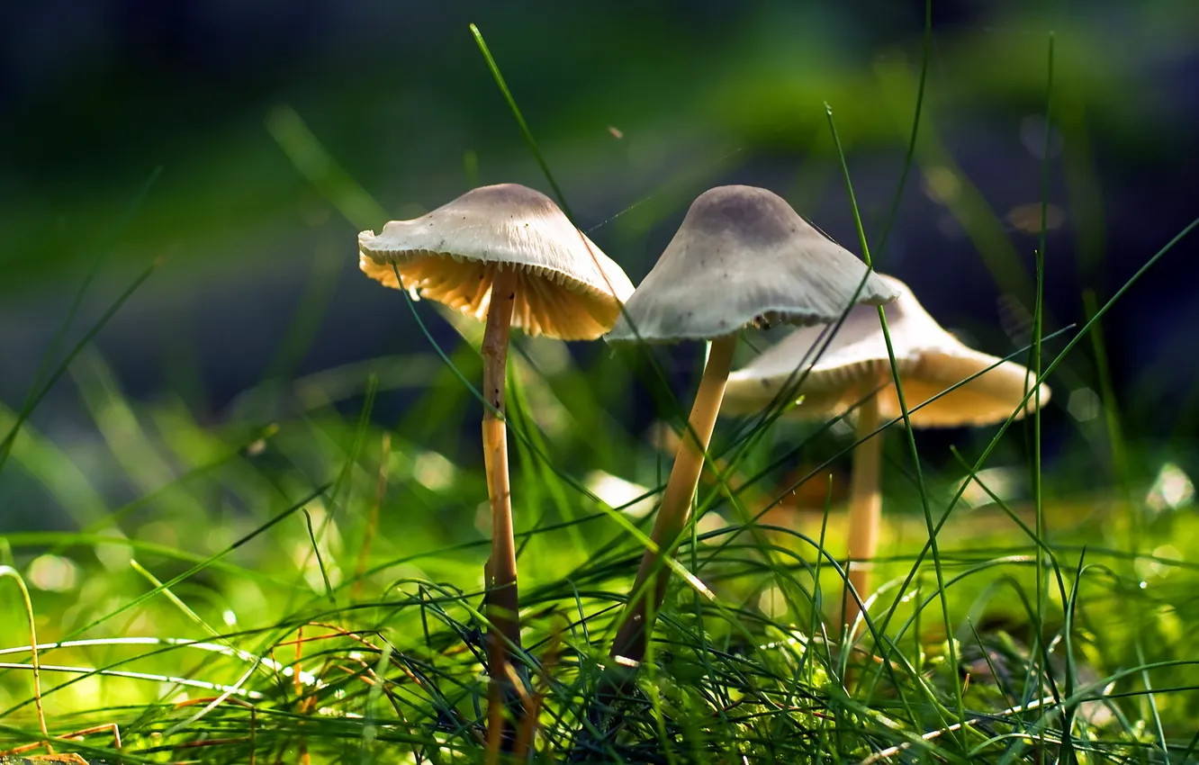 Photo wallpaper forest, nature, mushrooms
