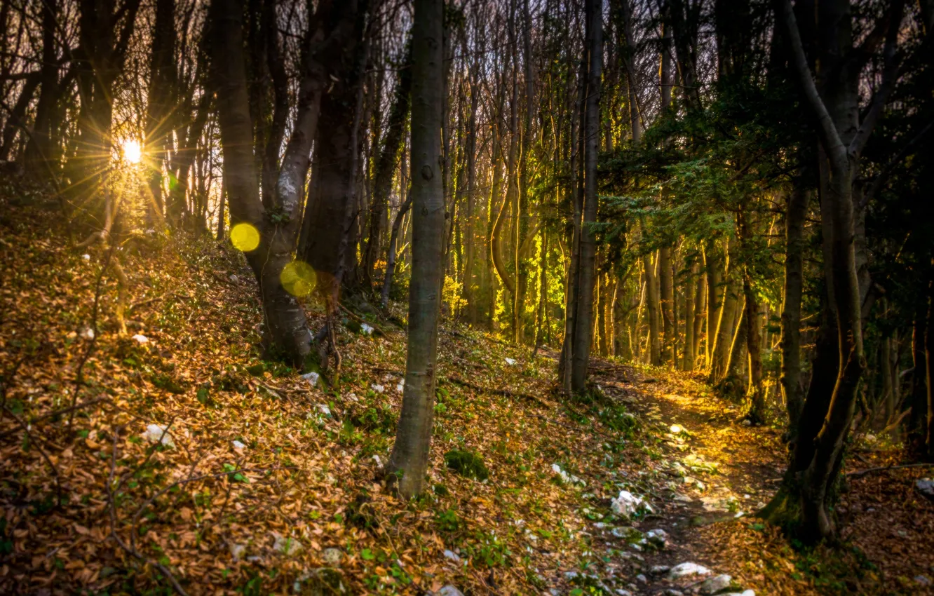 Photo wallpaper autumn, forest, the sun, rays, trees, glare, path