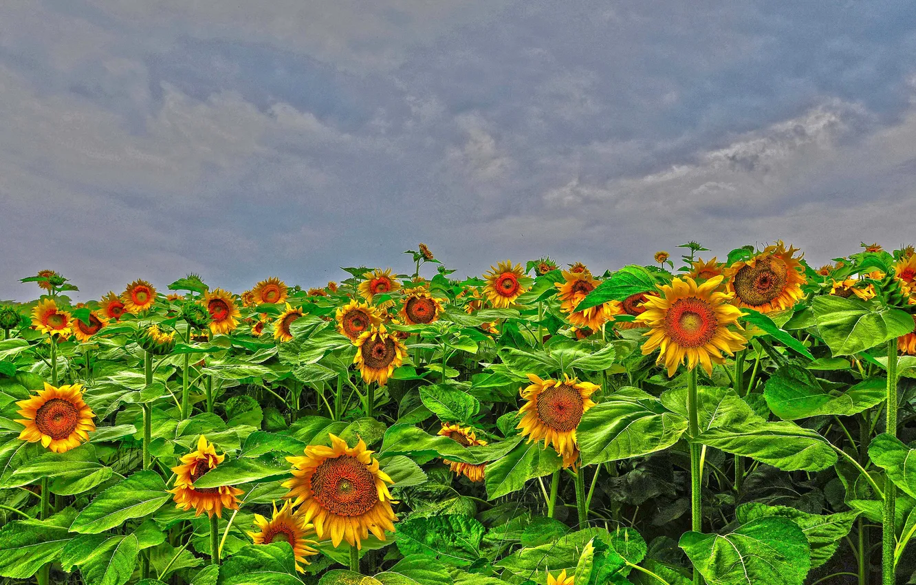 Photo wallpaper field, the sky, clouds, flowers, sunflower