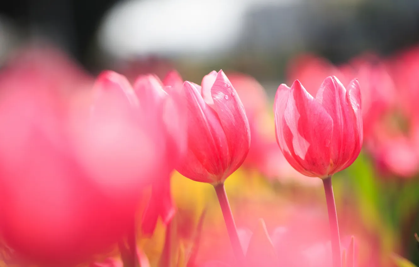 Photo wallpaper field, tulips, pink, Sunny