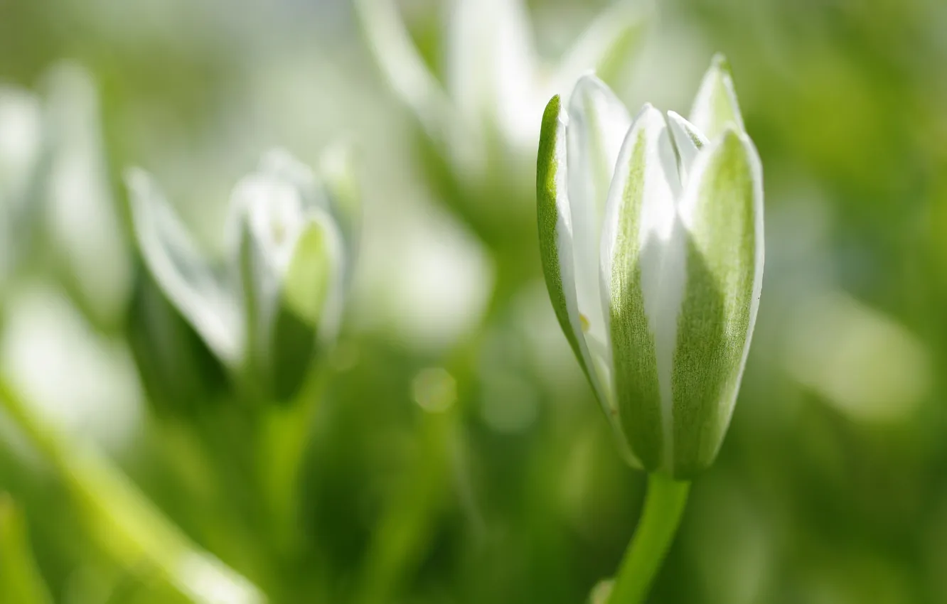Photo wallpaper macro, flowers, nature, tenderness, plant, beauty, stamens, buds