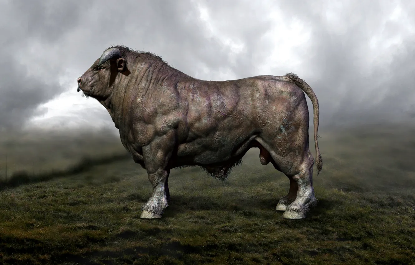 Photo wallpaper bull, male, muscles, artiodactyls