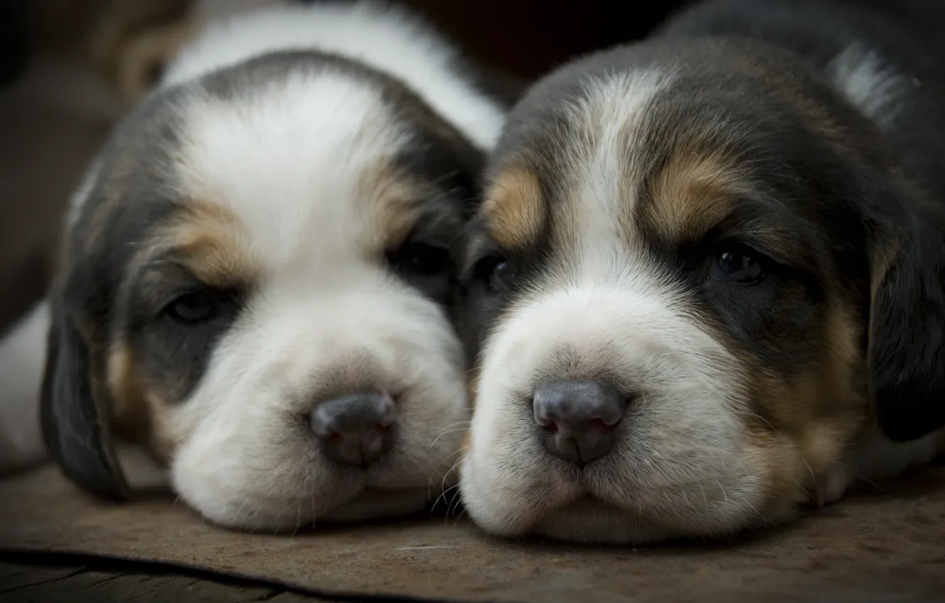 Photo wallpaper dogs, puppies, two, faces