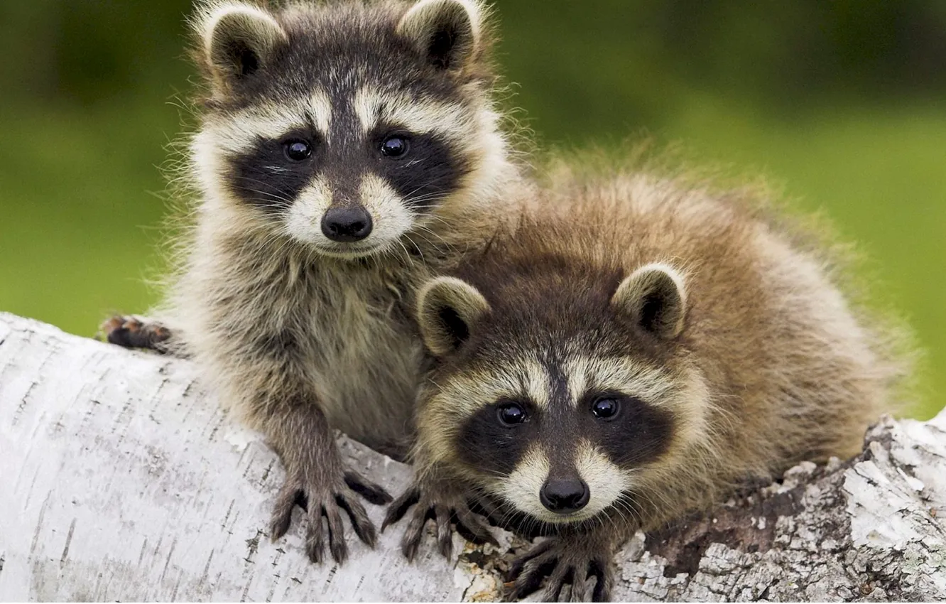 Photo wallpaper trees, raccoon, kids