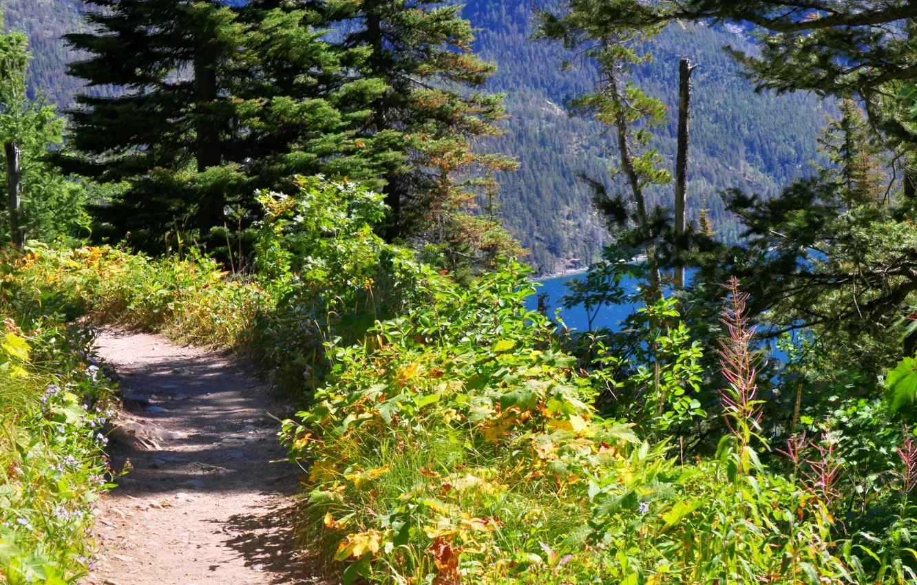 Photo wallpaper forest, nature, trail, mountain lake, Path overlooking Bertha Lake in Waterton Lakes National Park