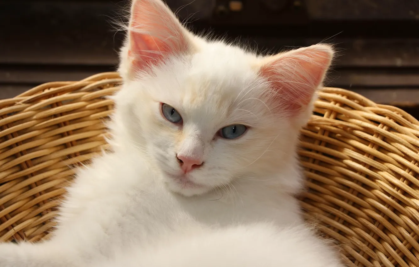 Photo wallpaper cat, white, look