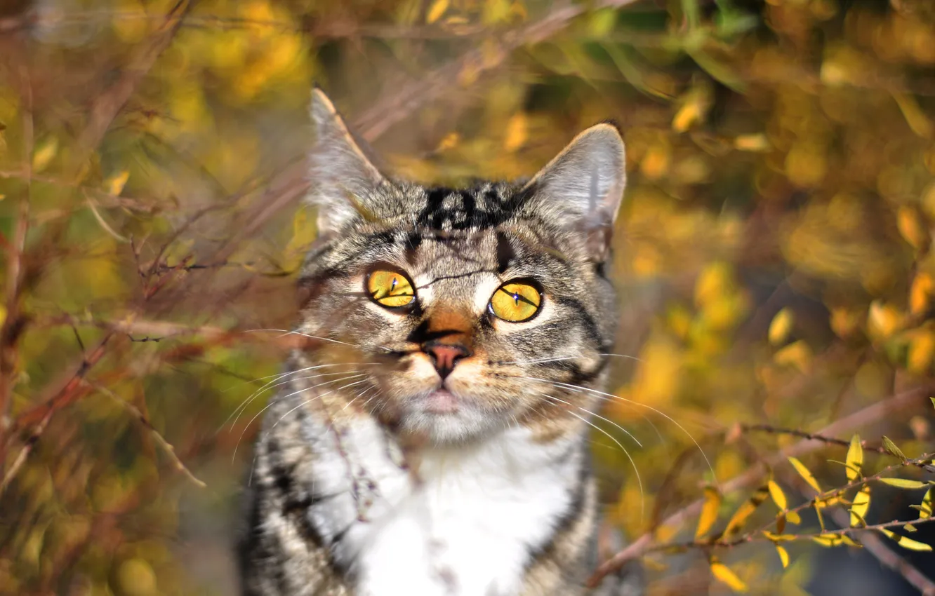 Photo wallpaper autumn, cat, cat, pose