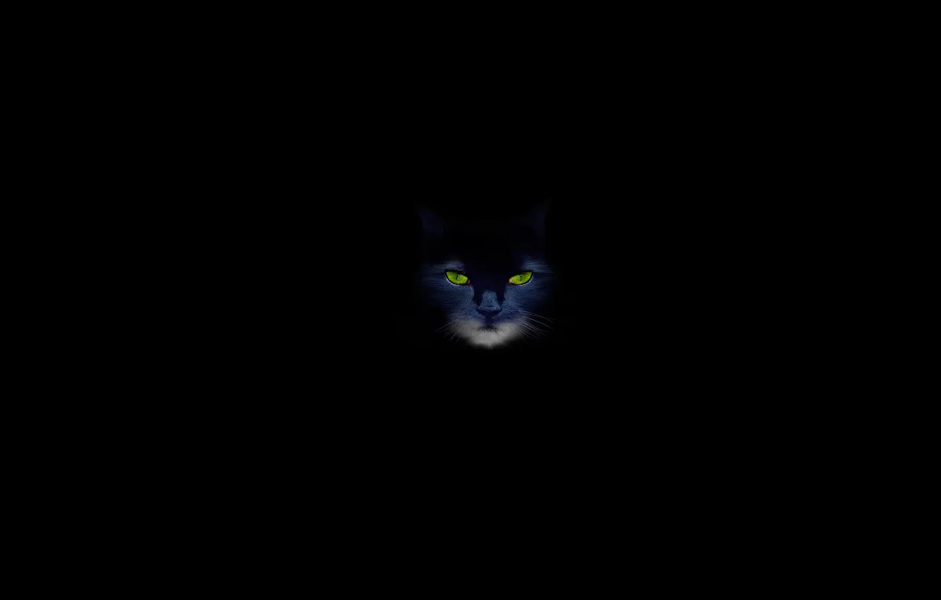 Photo wallpaper cat, cat, black background, green eyes