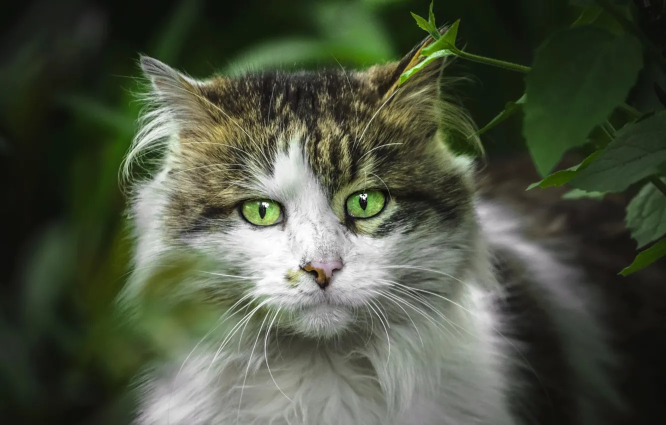 Photo wallpaper cat, look, face, leaves, nature, portrait, green eyes, grimy