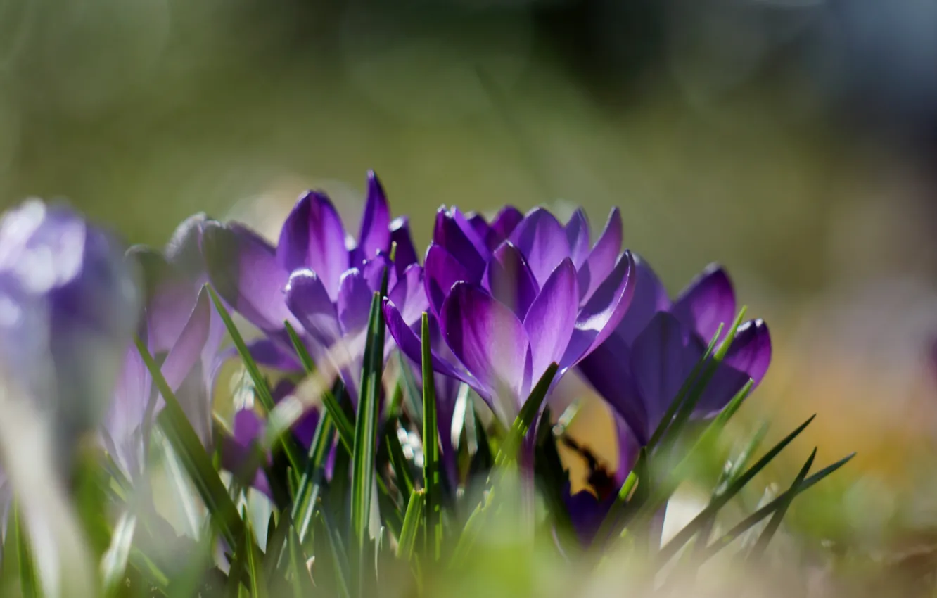 Photo wallpaper grass, flowers, nature, spring, crocuses