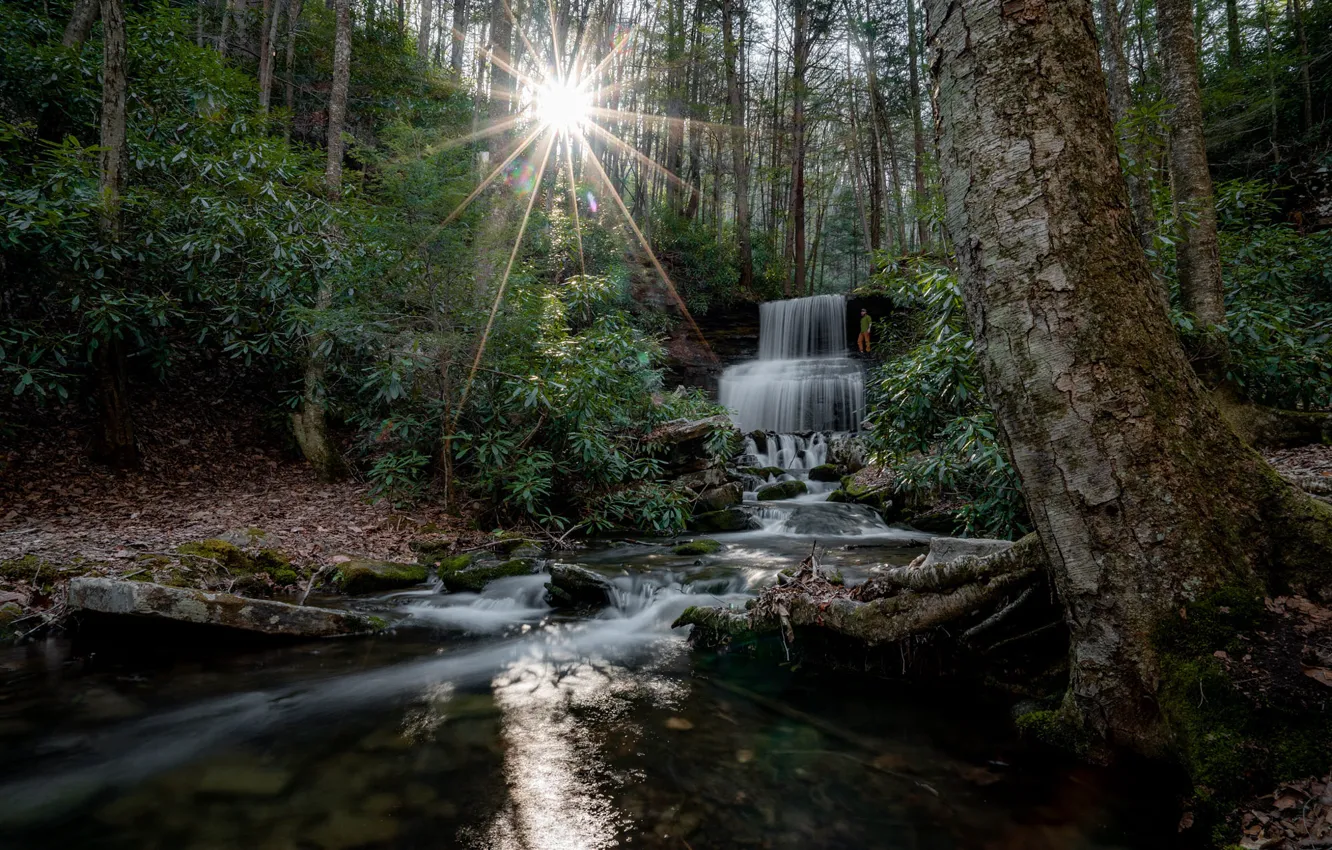 Photo wallpaper forest, the sun, rocks, people, waterfall, the bushes, tourists