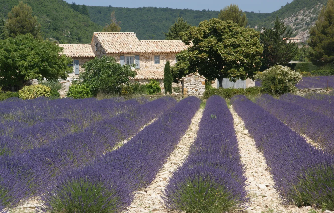 Photo wallpaper field, flowering, lavender, the estate