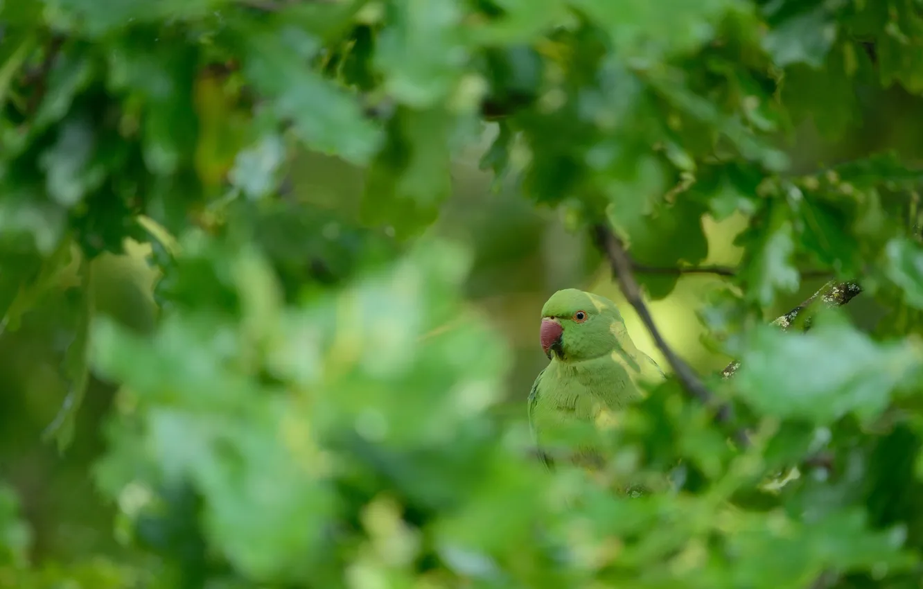 Photo wallpaper trees, nature, bird, parrot