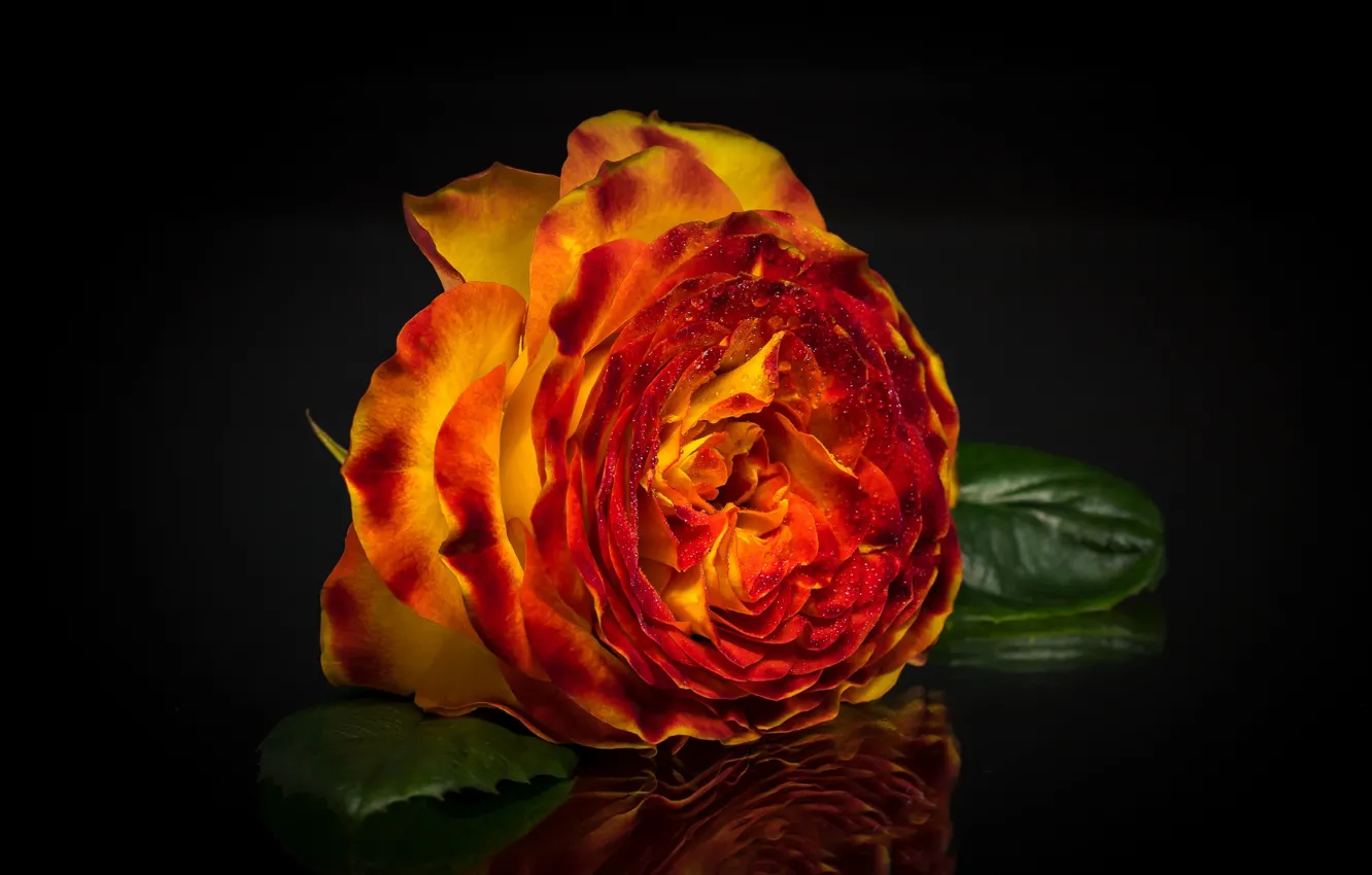 Photo wallpaper reflection, rose, petals