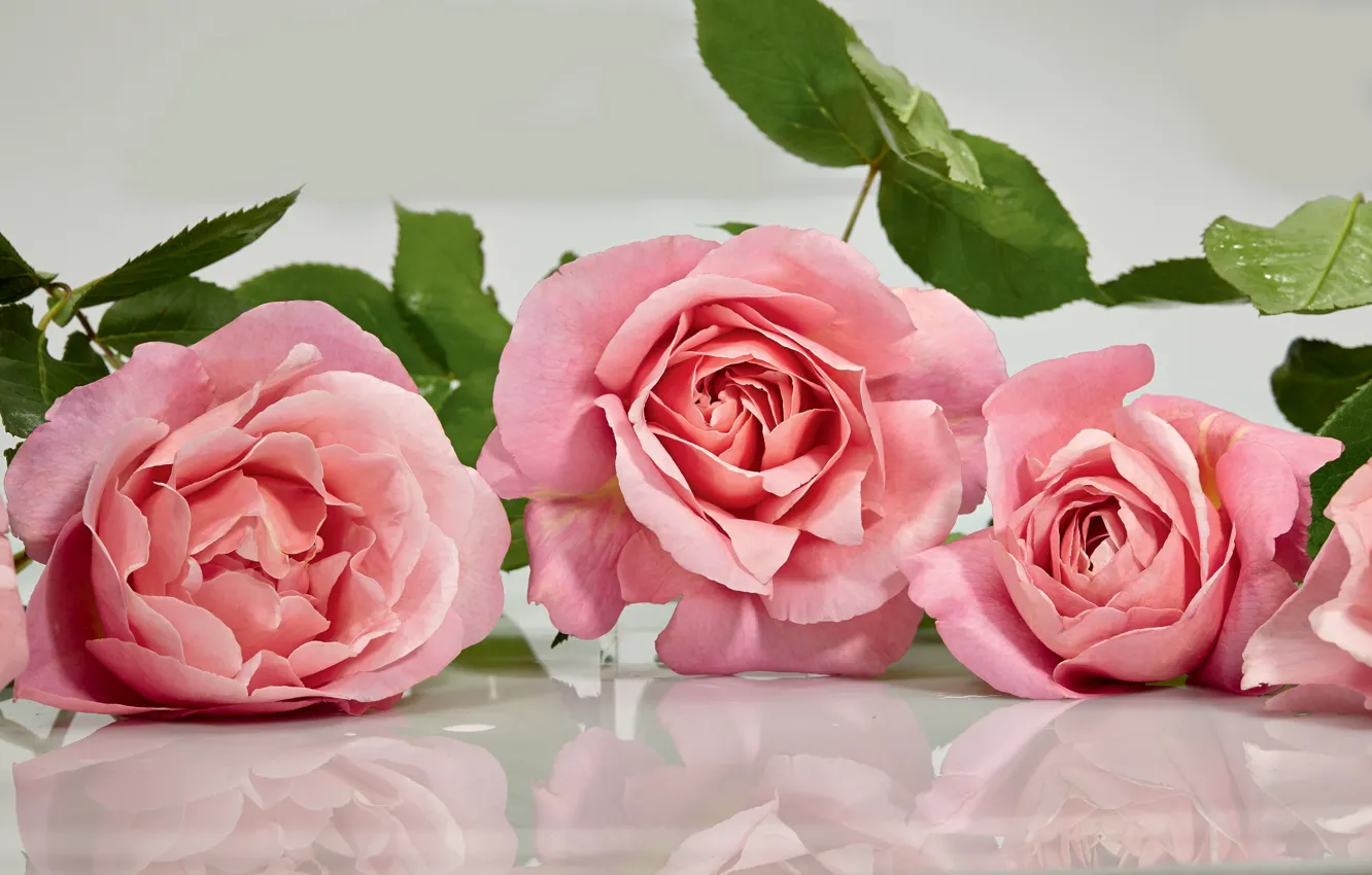 Photo wallpaper reflection, roses, pink