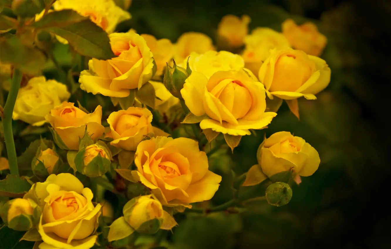 Photo wallpaper leaves, yellow, roses, petals, stem, buds
