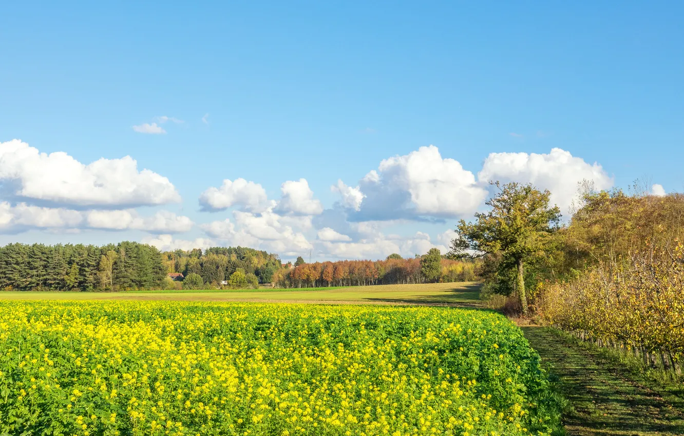 Photo wallpaper road, forest, blue, rape, rapeseed field