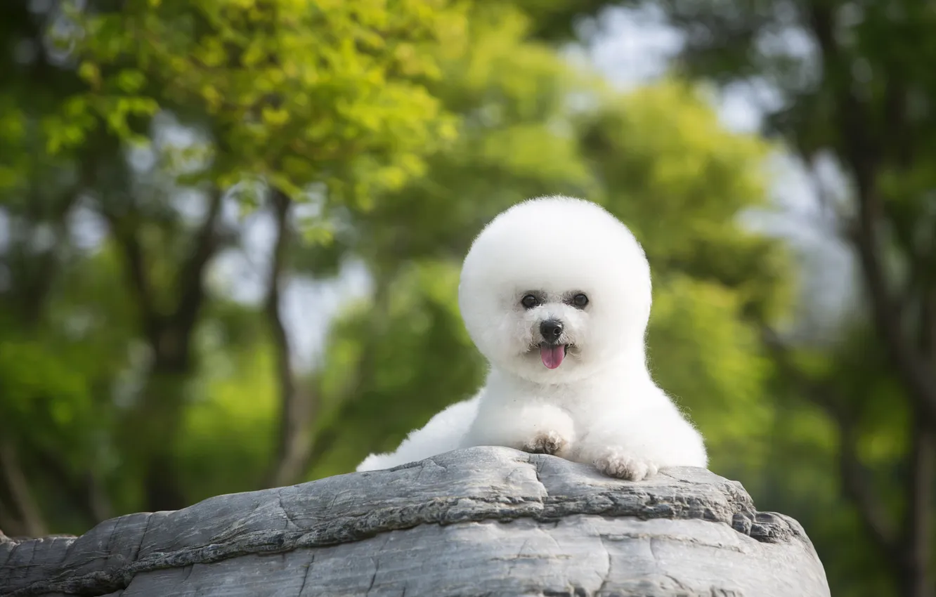 Photo wallpaper greens, language, white, look, balls, trees, nature, pose