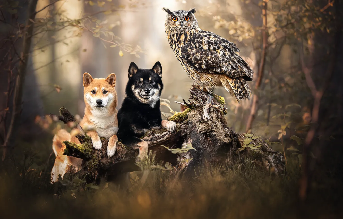 Photo wallpaper forest, owl, bird, stump, dog, snag, owl