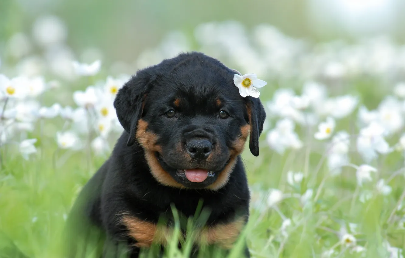 Photo wallpaper animal, dog, Rottweiler