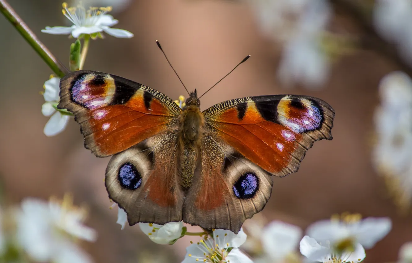 Photo wallpaper macro, butterfly, spring
