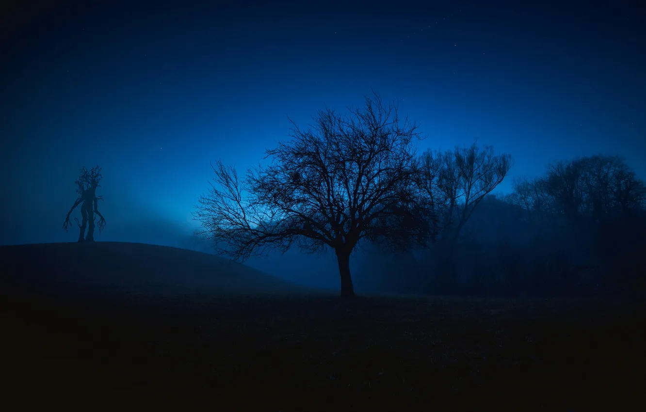 Photo wallpaper the sky, trees, night