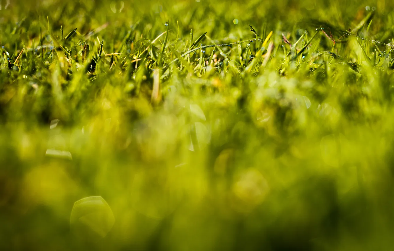 Photo wallpaper greens, grass, macro, nature