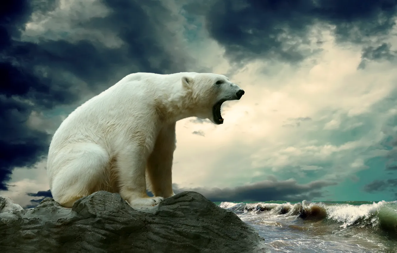 Photo wallpaper sea, wave, stone, polar bear