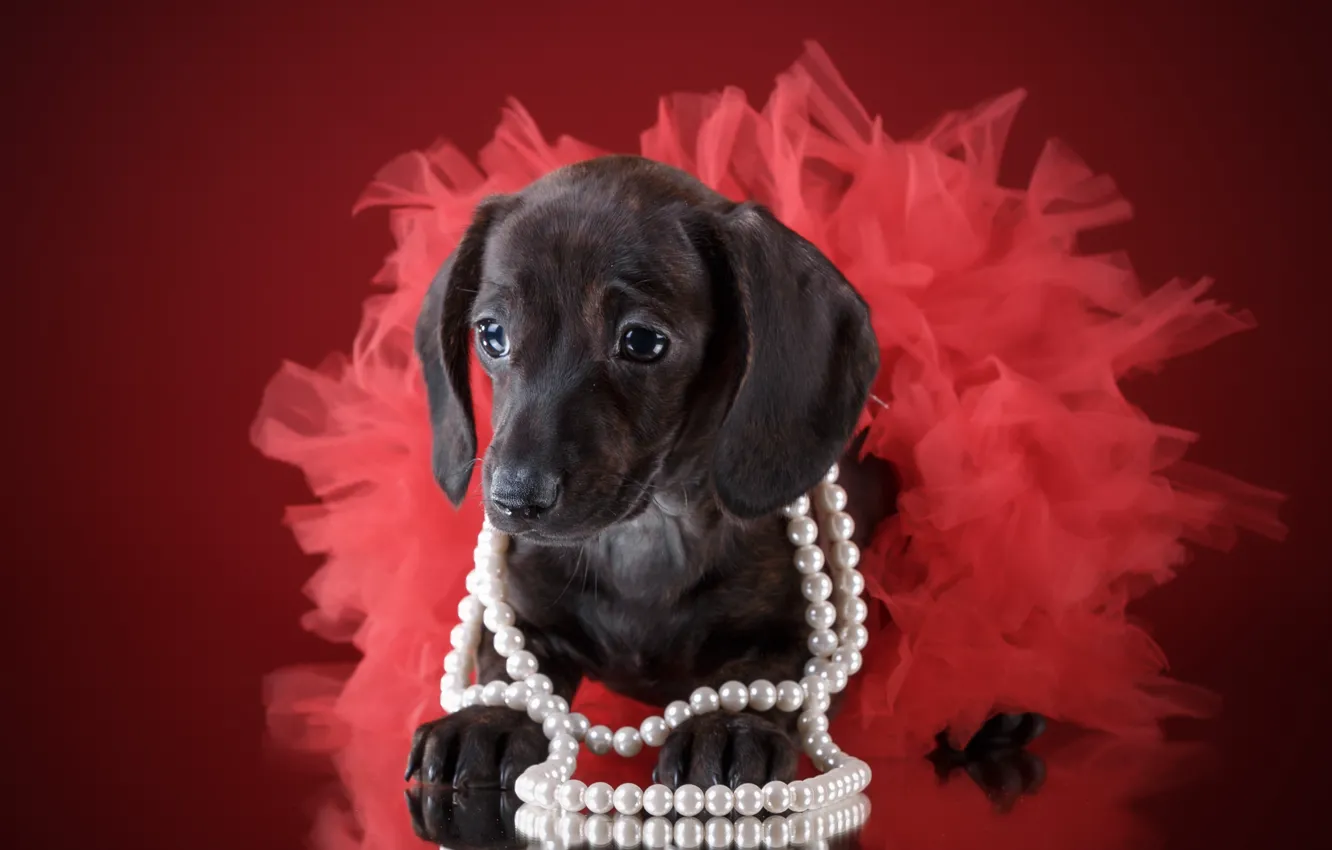 Photo wallpaper skirt, girl, puppy, beads, Dachshund
