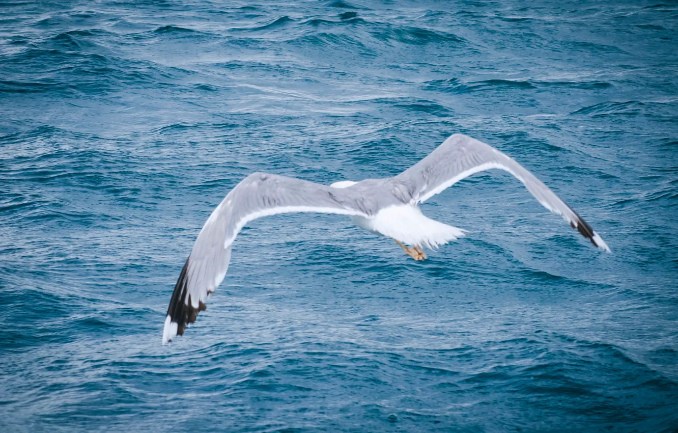 Photo wallpaper sea, summer, heat, bird, seagulls