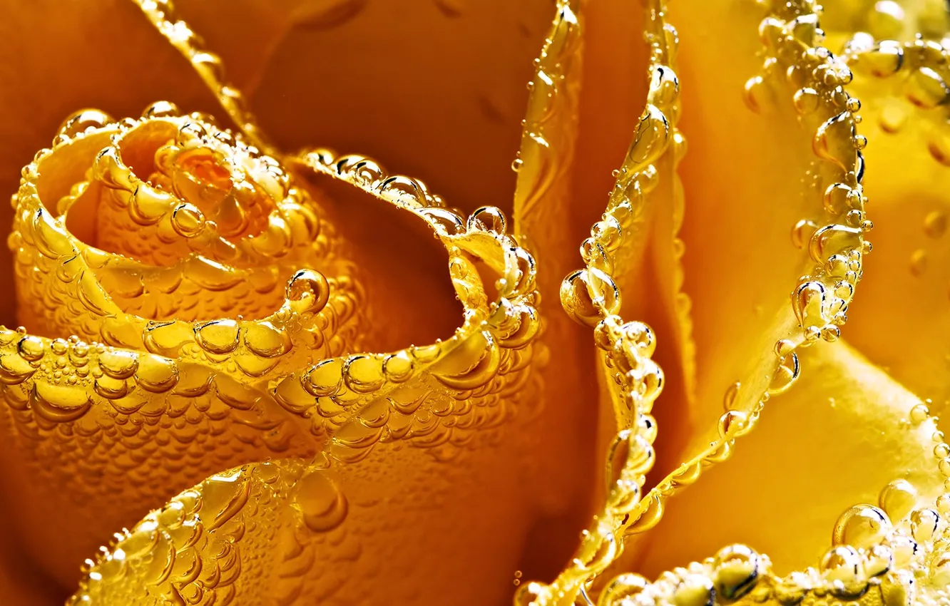 Photo wallpaper water, drops, flowers, Rosa, roses, petals, buds