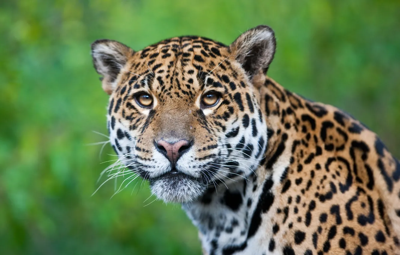 Photo wallpaper look, face, portrait, Jaguar, green background